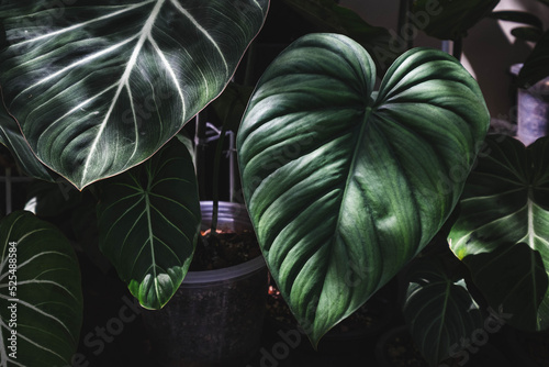 Philodendron SP Colombia , green foliage in dark tones, background or tropical pine forest pattern with green foliage. photo