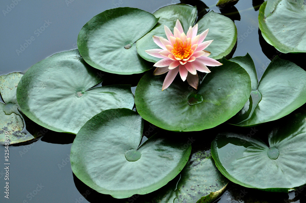 Blossoming waterlily flowers in pond Blossoming waterlily flowers in pond