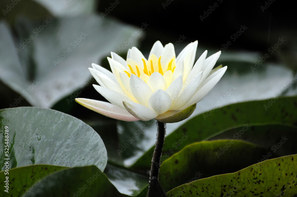 Blossoming waterlily flowers in pond