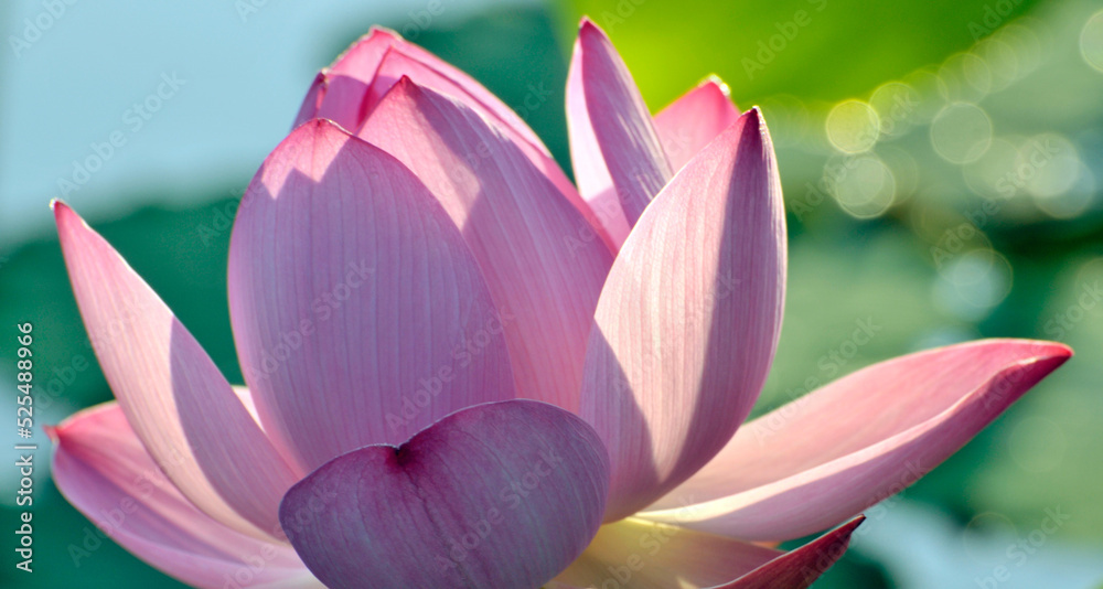 Blossoming lotus flowers in sunlight