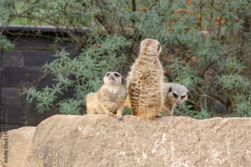 The meerkat, also called suricates or outdated Scharrtier, is a species of mammal from the mongoose family