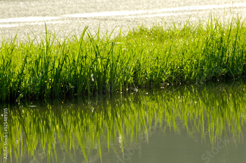green grass nearby river