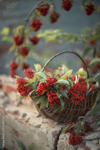 Still-life. Photo of red elderberry berries in a basket.