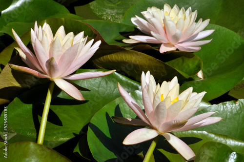 Blossoming waterlily flowers in pond