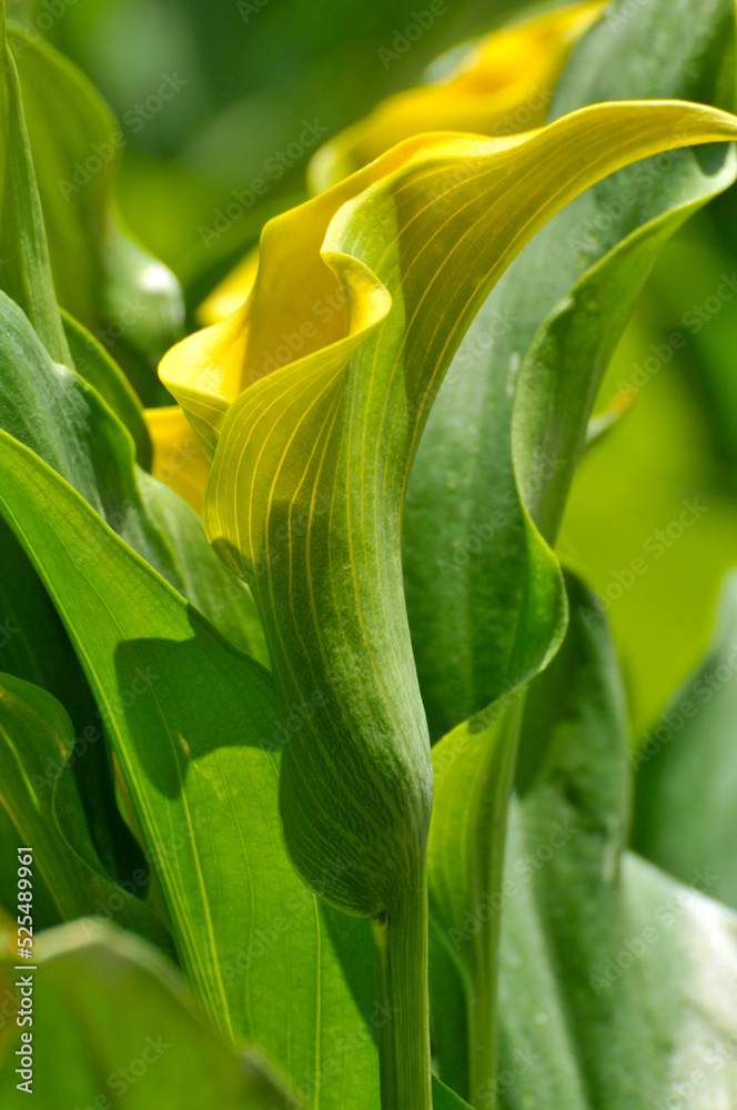 Obraz premium Calla Lily