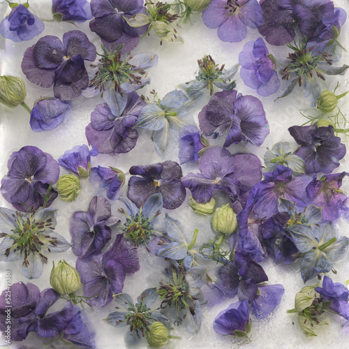 abstract collage of purple and blue flowers frozen in ice water photo
