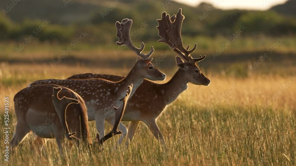 Beautiful close up shot of a herd of fallow deer (dama dama) with giant antlers , trotting and running through a sun kissed field in the late afternoon, slow motion