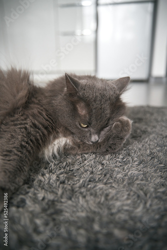 A gray adult cat lies on the floor and licks the paws