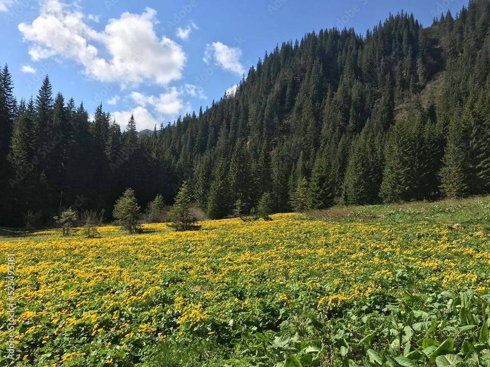 Meadow with flowers in mountains