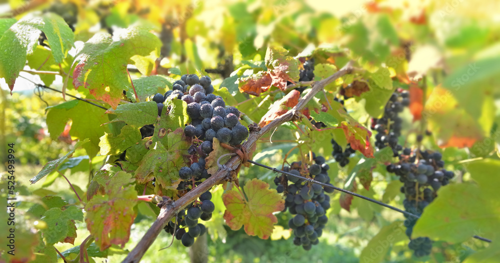 close up on  wet black grapes  growing in a sunny vineyard among foliage