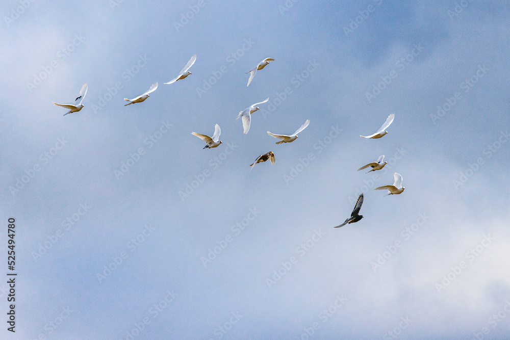 Obraz premium group of white birds in flight