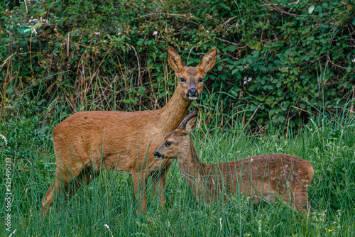 mum and baby deer at edge of woods