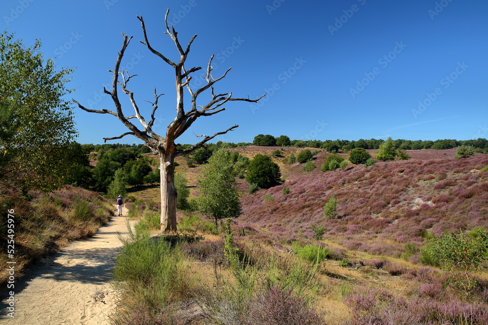 Colorful scenery with flowering heather in August on the hills of the Posbank in National Park Veluwezoom, Rheden, Gelderland, Netherlands Colorful scenery with flowering heather in August on the hills of the Posbank in National Park Veluwezoom, Rheden, Gelderland, Netherlands
