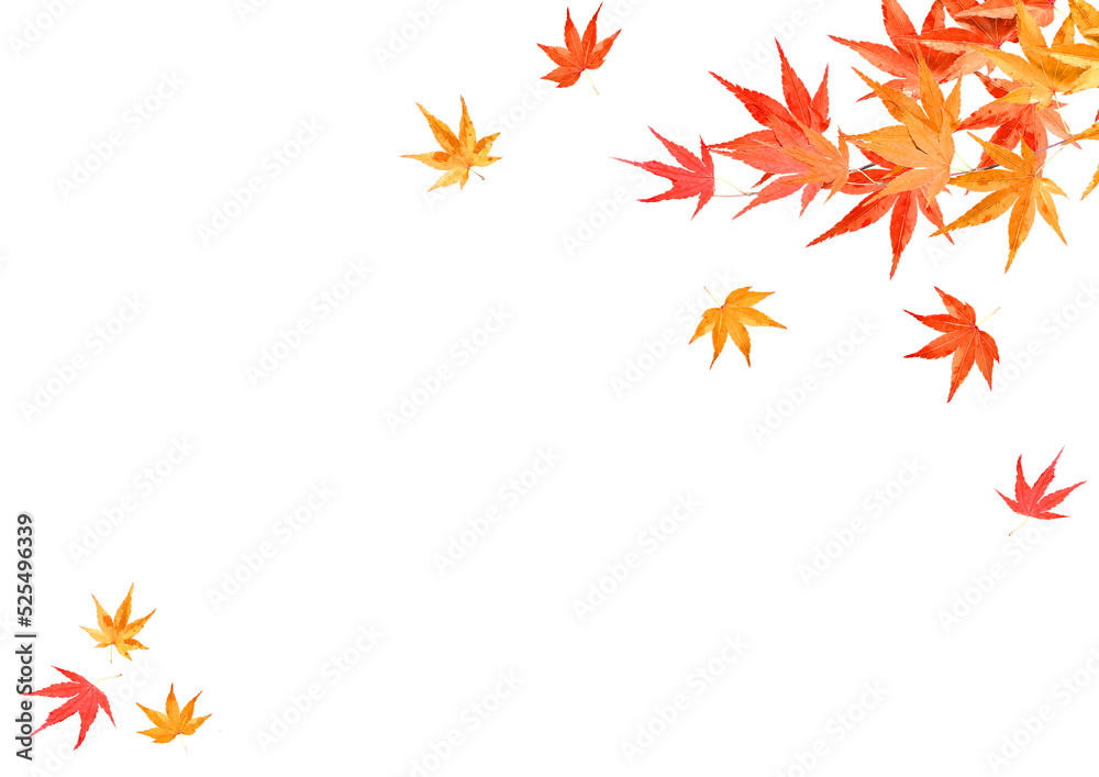 秋の色づいた紅葉 落ち葉のフレーム背景テクスチャ 秋の色づいた紅葉 落ち葉のフレーム背景テクスチャ