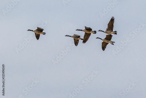 flock of canadian geese in flight close up