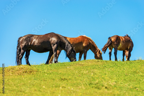 Herd of brown horses in a mountain pasture against a clear blue sky, side view and green meadow. Feistritz an der Gail municipality, Carinthia, Carnic Alps, Italy-Austria border, central Europe.