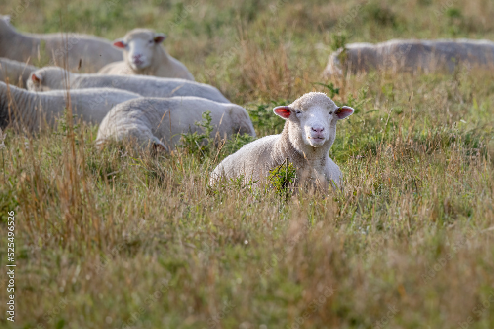 Naklejka premium group of sheep laying in the field looking