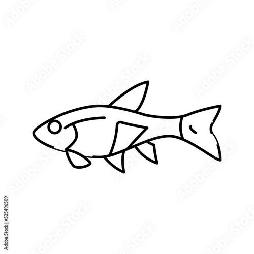 rasbora fish line icon vector illustration