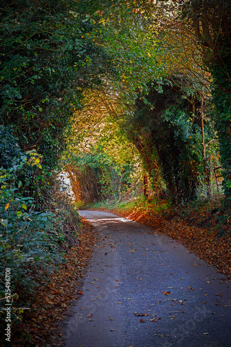 road through tunnel in the forest woodland in autumn 