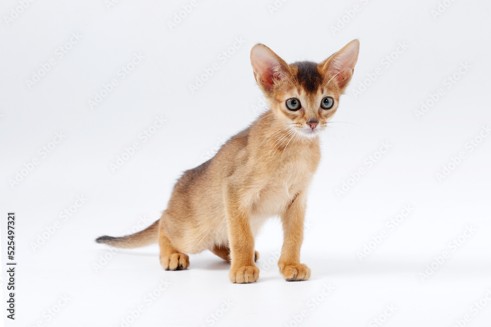 beautiful little red kitten of the Abyssinian breed on a white background beautiful little red kitten of the Abyssinian breed on a white background