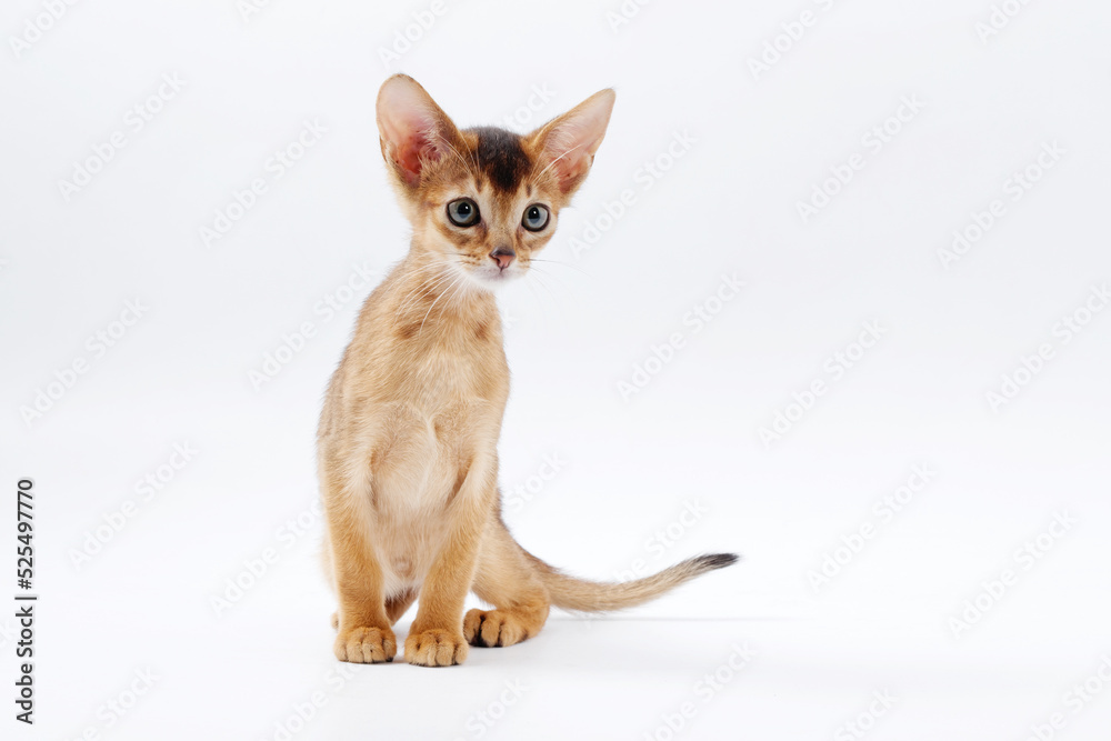 beautiful little red kitten of the Abyssinian breed on a white background