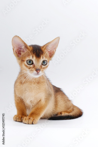 beautiful little red kitten of the Abyssinian breed on a white background
