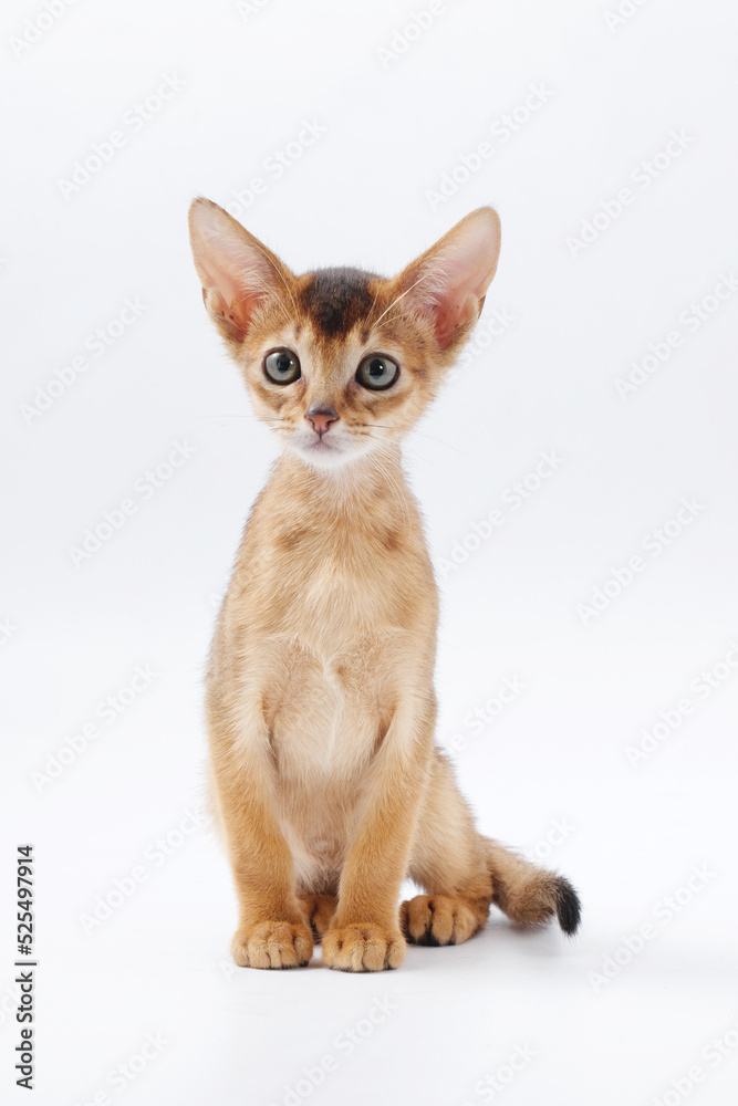 Fototapeta premium beautiful little red kitten of the Abyssinian breed on a white background