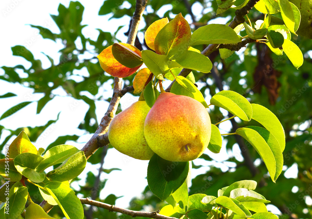 Pear tree. Ripe pears on a tree in a garden. Harvest time. Pear tree. Ripe pears on a tree in a garden. Harvest time.