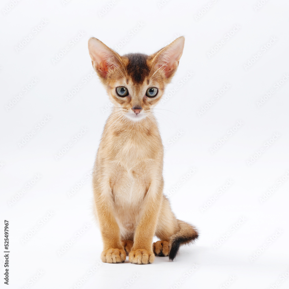 beautiful little red kitten of the Abyssinian breed on a white background