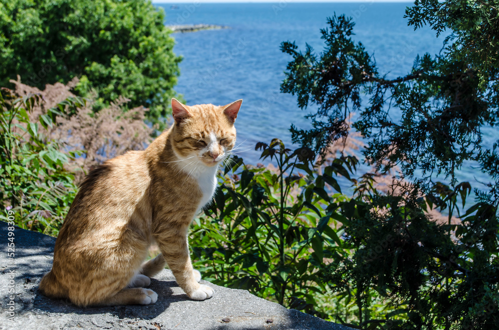 A red-haired cat sits on a stone parapet among green plants against the background of the sea. A red-haired cat sits on a stone parapet among green plants against the background of the sea.