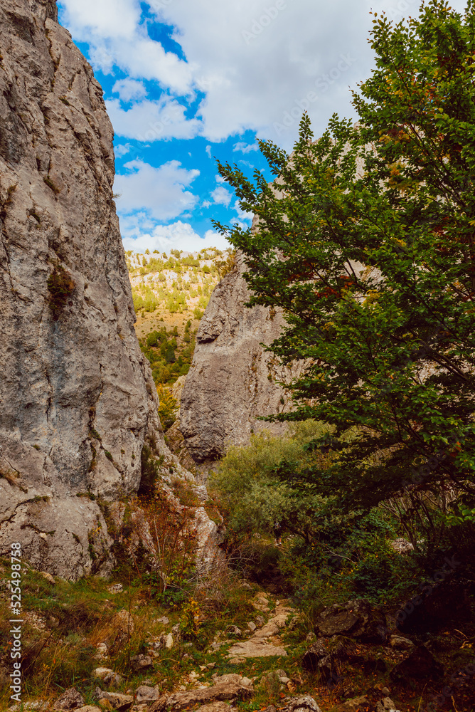 Aged big tree in autumnal forest
