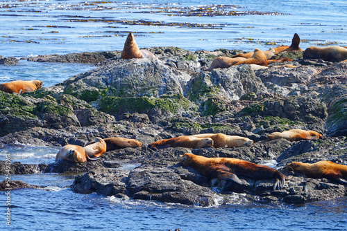 Group of Steller sea lions on a rock in the San Juan Islands in the Salish Sea near Friday Harbor in Washington States, United States photo