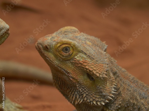 Central bearded dragon profile (Pogona vitticeps)