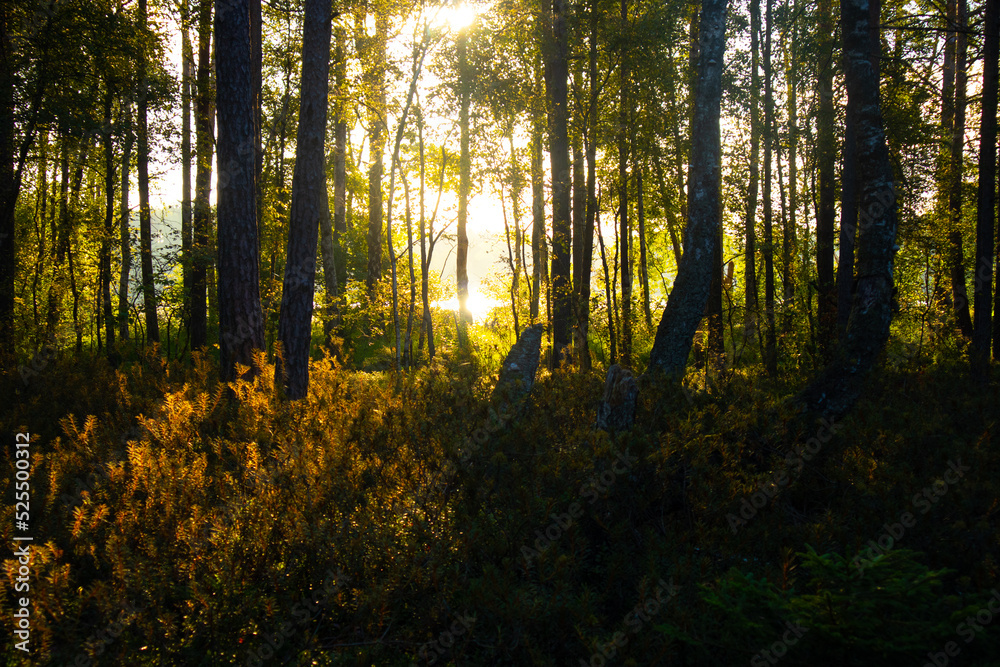 Obraz premium sun through the forest