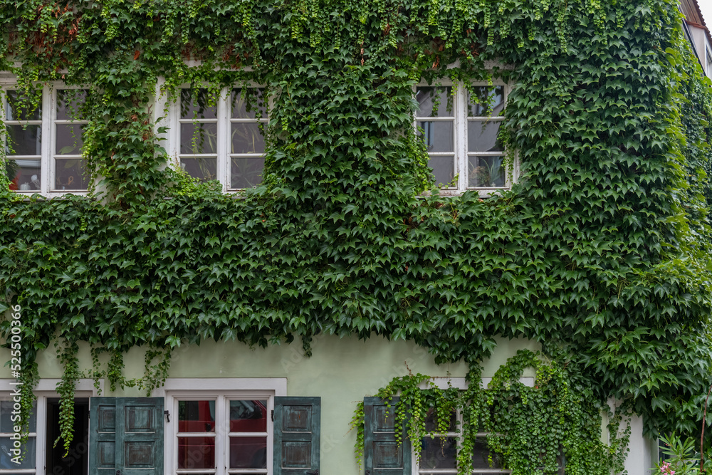 windows of a house covered with green ivy