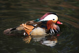 Close up of a male Mandarin duck swimming, England UK
