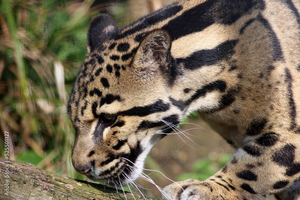 Obraz premium Clouded Leopard sniffing a log, England UK