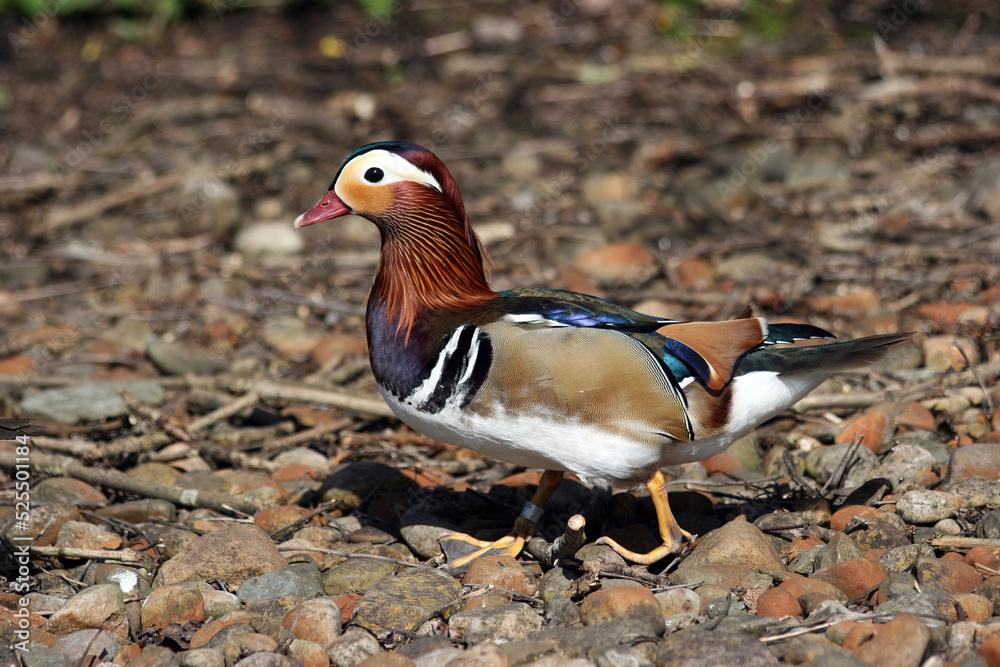 Male Mandarin duck, England UK
Male Mandarin duck, England UK