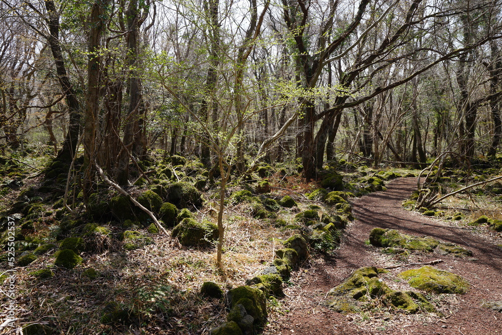 mossy rocks and pathway in deep forest mossy rocks and pathway in deep forest