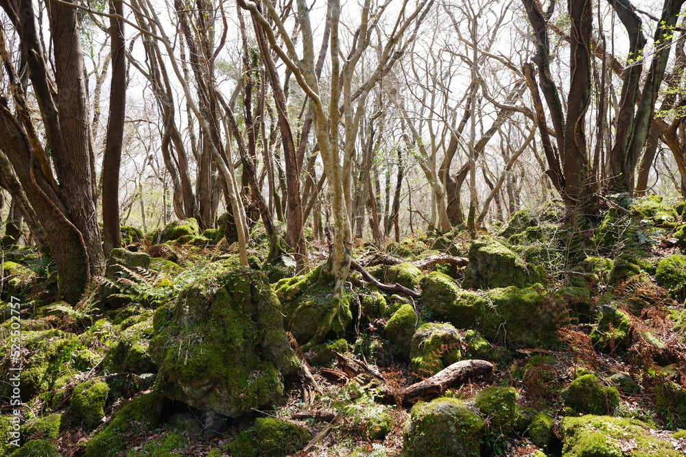 Obraz premium mossy rocks and bare trees in early spring
