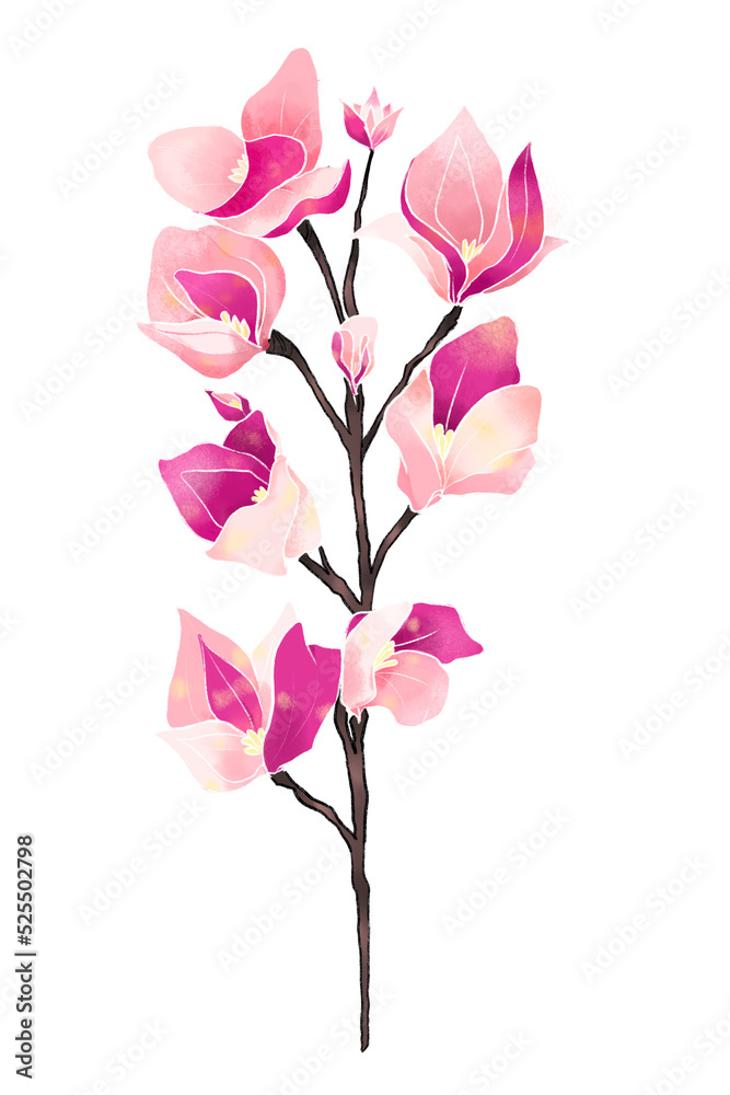 Fototapeta premium pink magnolia flower isolated