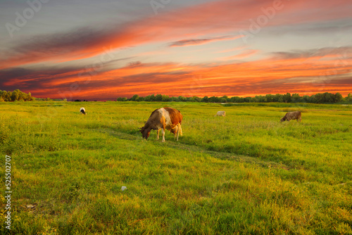 Cows grazing on a green meadow against the background of red clouds in the light of the sunset of the day.