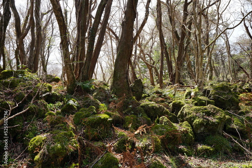 mossy rocks and bare trees in early spring