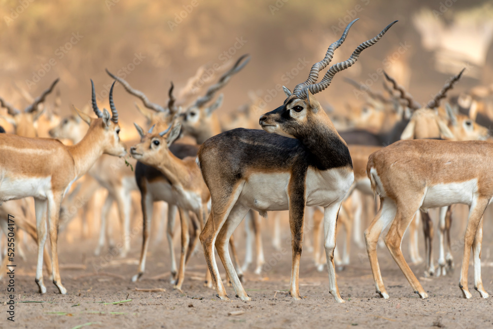 flock of antilops in the desert ,black bucks deer in flock , The blackbuck, also known as the Indian antelope, is an antelope native to India and Nepal. It inhabits grassy plains and lightly forested flock of antilops in the desert ,black bucks deer in flock , The blackbuck, also known as the Indian antelope, is an antelope native to India and Nepal. It inhabits grassy plains and lightly forested