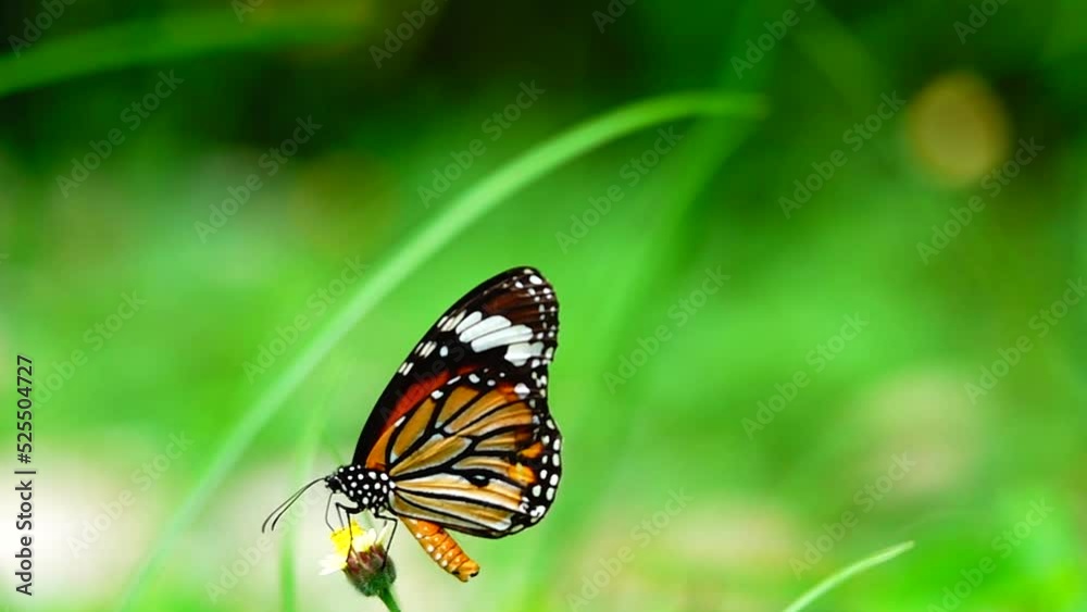 HD 1080p 250fps slow motion Thai beautiful butterfly on meadow flowers nature outdoor HD 1080p 250fps slow motion Thai beautiful butterfly on meadow flowers nature outdoor