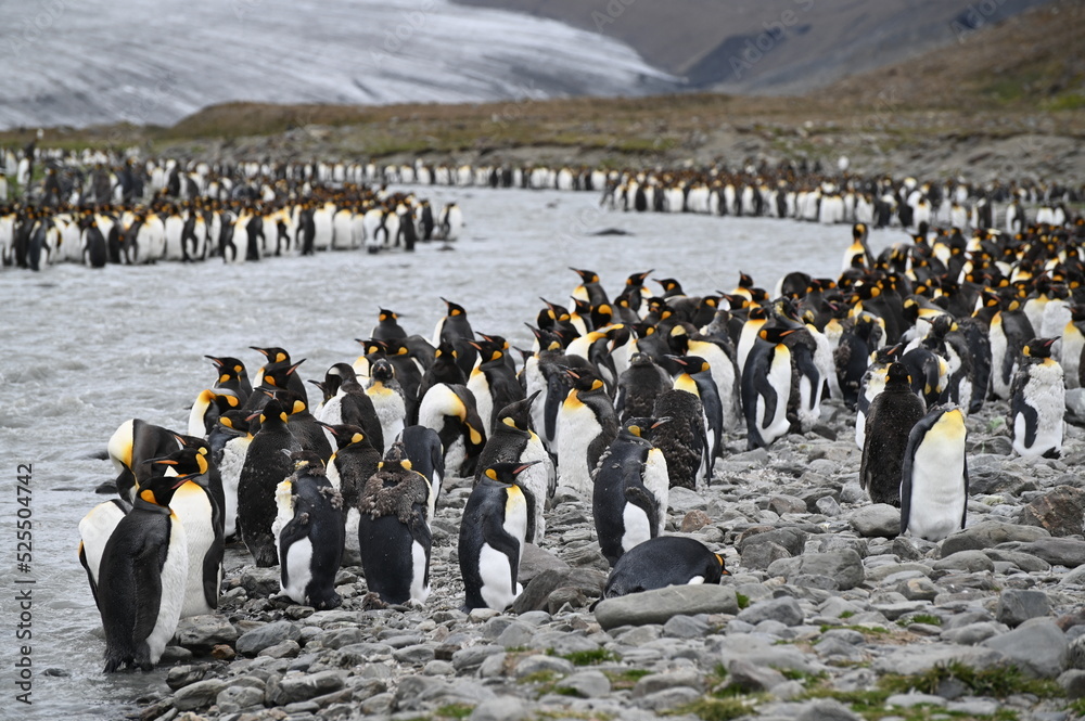 Obraz premium Group of penguins, Gruppe von Pinguinen, St.Andrewy`s Bay, Antartica