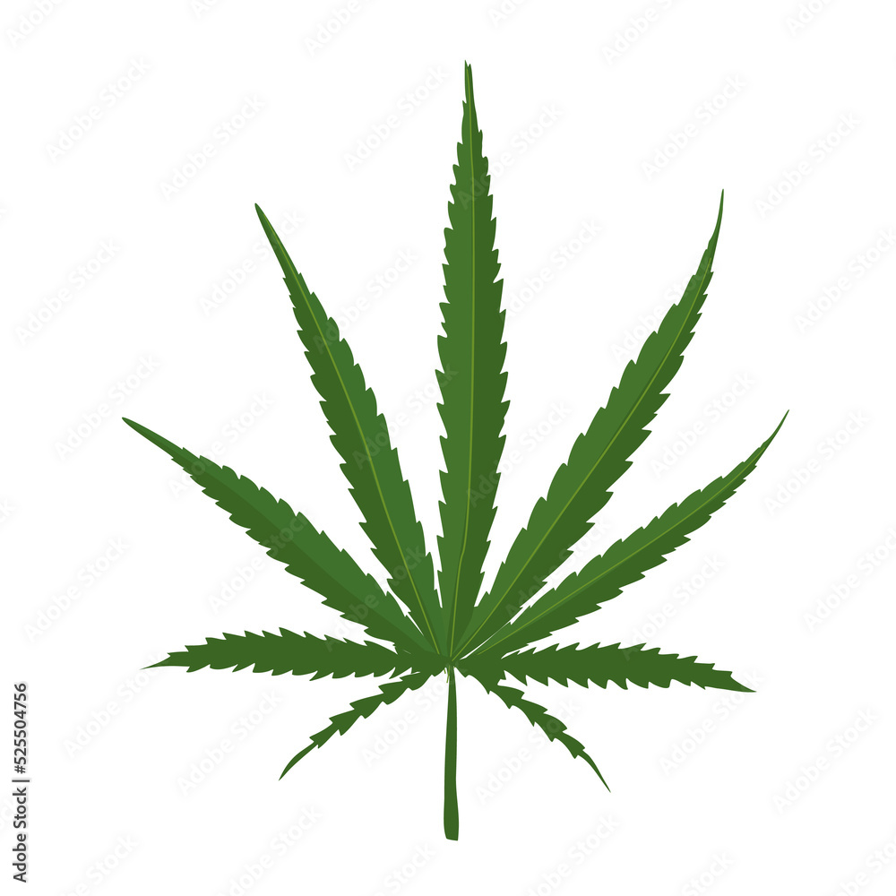 cannabis species concept, Green leaf of Sativa cannabis on White background. sativa spicies