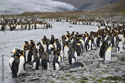 Group of penguins, Gruppe von Pinguinen, St.Andrewy`s Bay, Antartica