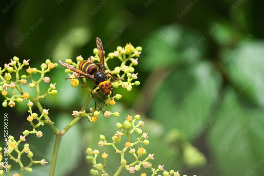 蜜を吸うコガタスズメバチ 蜜を吸うコガタスズメバチ