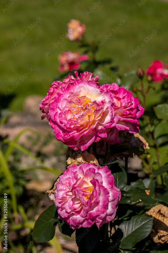 Red Roses on the Branch in the Garden